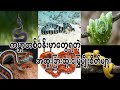 ကမာ္ဘ့တစ်ဝန်းမှာတွေ့ရတဲ့အထူးခြားဆုးံမြွေမျိုးစိတ်များUnique species of snakes found around the world