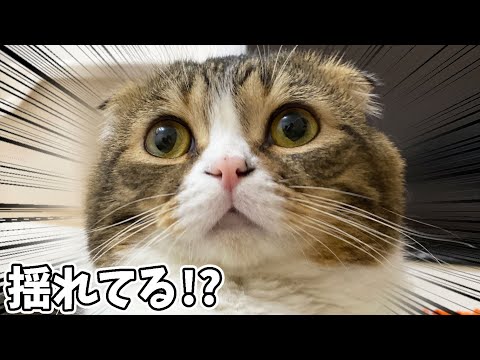 🐈地震発生！怖いのに息子猫を気にするパパ猫に感動…涙