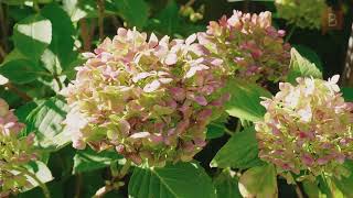 The Aaron Clark Team presents... 4 Holcroft Court, Rangiora