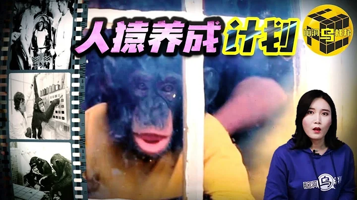 一场尝试把猩猩培养成人类的实验，最终却被迫叫停，究竟出现了怎样令人震惊的结果？现实中的猩球崛起[脑洞乌托邦 | 小乌 | Xiaowu] - 天天要闻