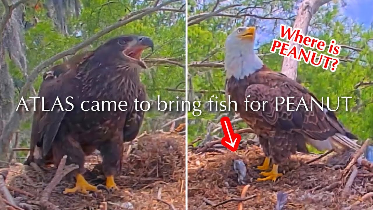 687🦅PEANUT🐥111° & BRUTUS🐥116°／Winter Park Eagle Nest 2026