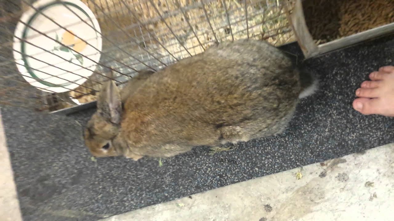 Rabbit vs dog ) best day ever! YouTube