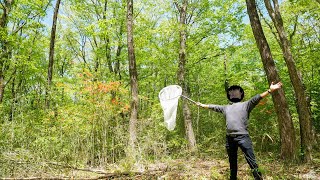 昆虫採集のために山林を相続しました