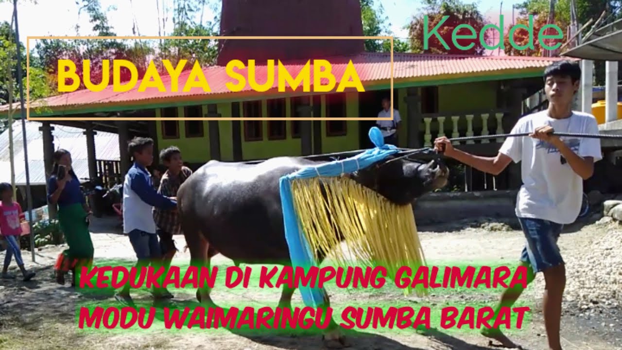 Kedukaan di Kampung Galimara Modu Waimaringu Sumba Barat || Acara Budaya Sumba || Kedde