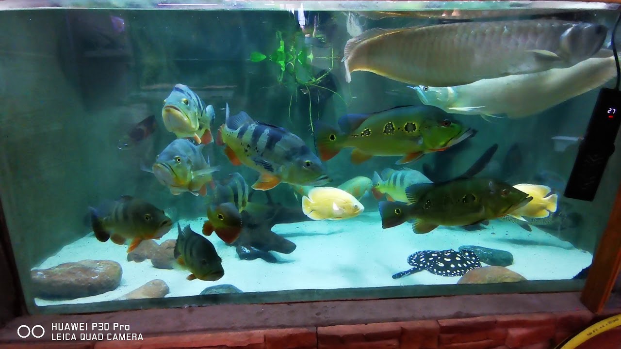 Amazon predators aquarium 4400L