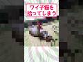 【2ch面白いスレ】ワイ、子猫を拾ってしまう…#2ch #2ch面白いスレ #猫