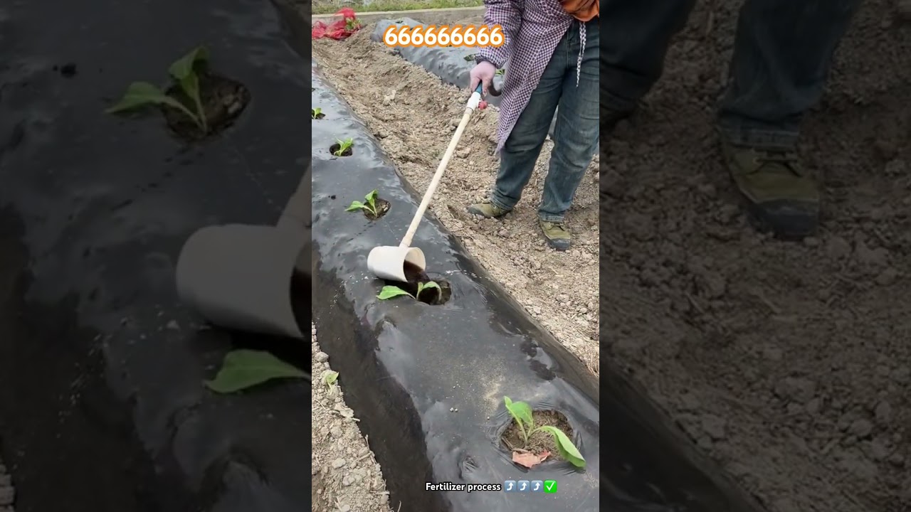 Fertilizer liquid process tobacco farming