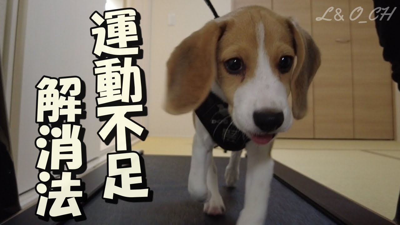 ランニングマシーンで元気過ぎる子犬を走らせてみたら 笑 ビーグル犬ペコ様 Youtube ランニングマシーンで元気過ぎる子犬を走らせてみたら 笑 ビーグル犬ペコ様 Youtube
