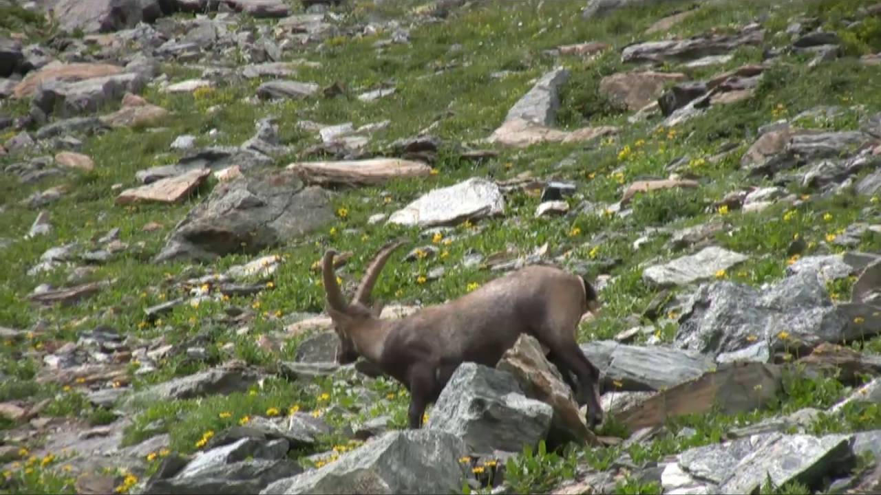 Valli di Lanzo - Val D'Ala - Bivacco Bruno Molino e passo dell'Ometto