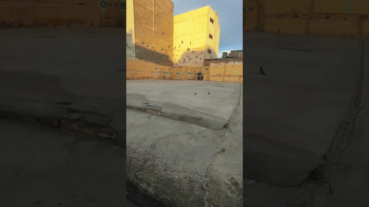 Flight of pigeons | Mashhad 2023 | IRAN 