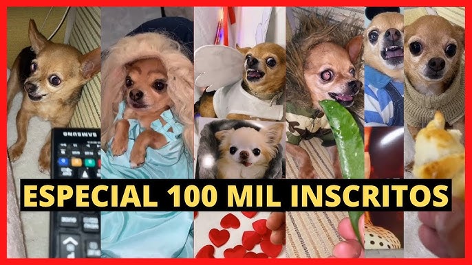 ANIMAIS ENGRAÇADOS MEU CACHORRO COME TUDO CHECK #shorts #viral