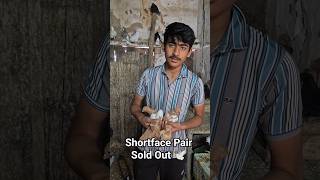 Shortface Pair Sold Out 😍 #kabootar #pigeon 🕊 #shorts