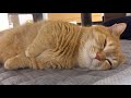 短足猫のいびきと寝顔がやばいけど可愛いw-Cute snoring and sleeping face of a cat.-