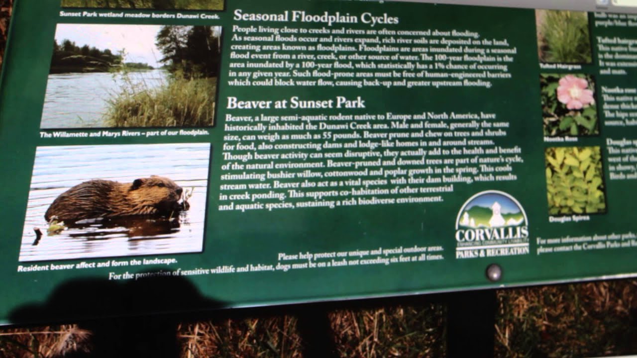 Layared Beavers - YouTube