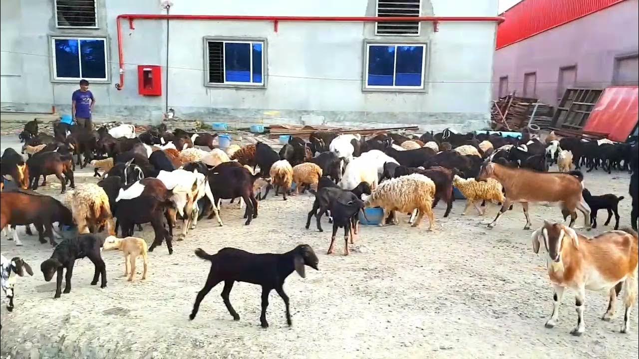 biggest-goat-farm-in-bangladesh-2022-goat-videos-youtube