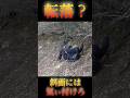 水辺に生えている木は信用し過ぎない方がいい… #しょごたん #fishing #bassfishing
