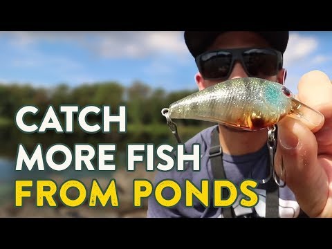 How To Catch More Fish From Ponds