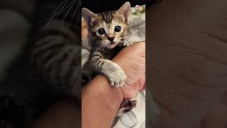 Baby cat biting my hand ,Tiny teeth, big attitude 😍 #shorts #short #cat #youtubeshorts #trending