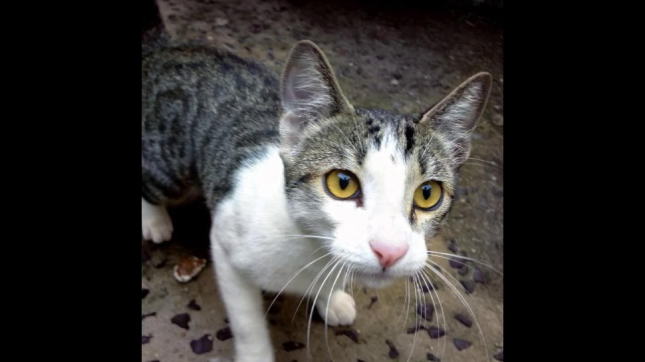 Рандомные коты. Рандомные коты