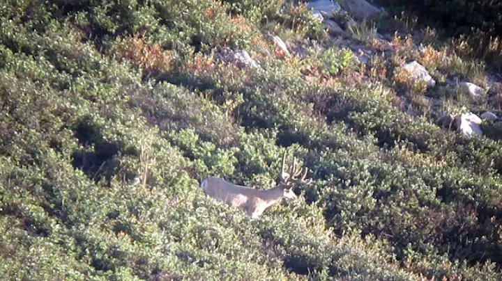 High Country Mule Deer Archery Hunt, Eric Chesser