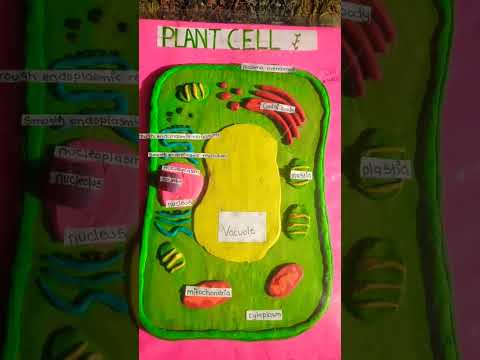 ვიდეო: როგორ ამზადებთ მცენარის უჯრედს სათამაშო ცომისგან?