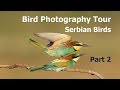 Bird Photography Tour Serbia: Part 2