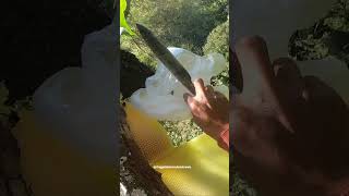 Berburu madu hutan #shorts