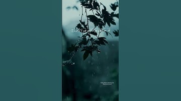 #quran #قرآن #قران_كريم #سورة_يس #سعد_الغامدي #tilawat #تلاوات #ارح_سمعك #راحة_نفسية