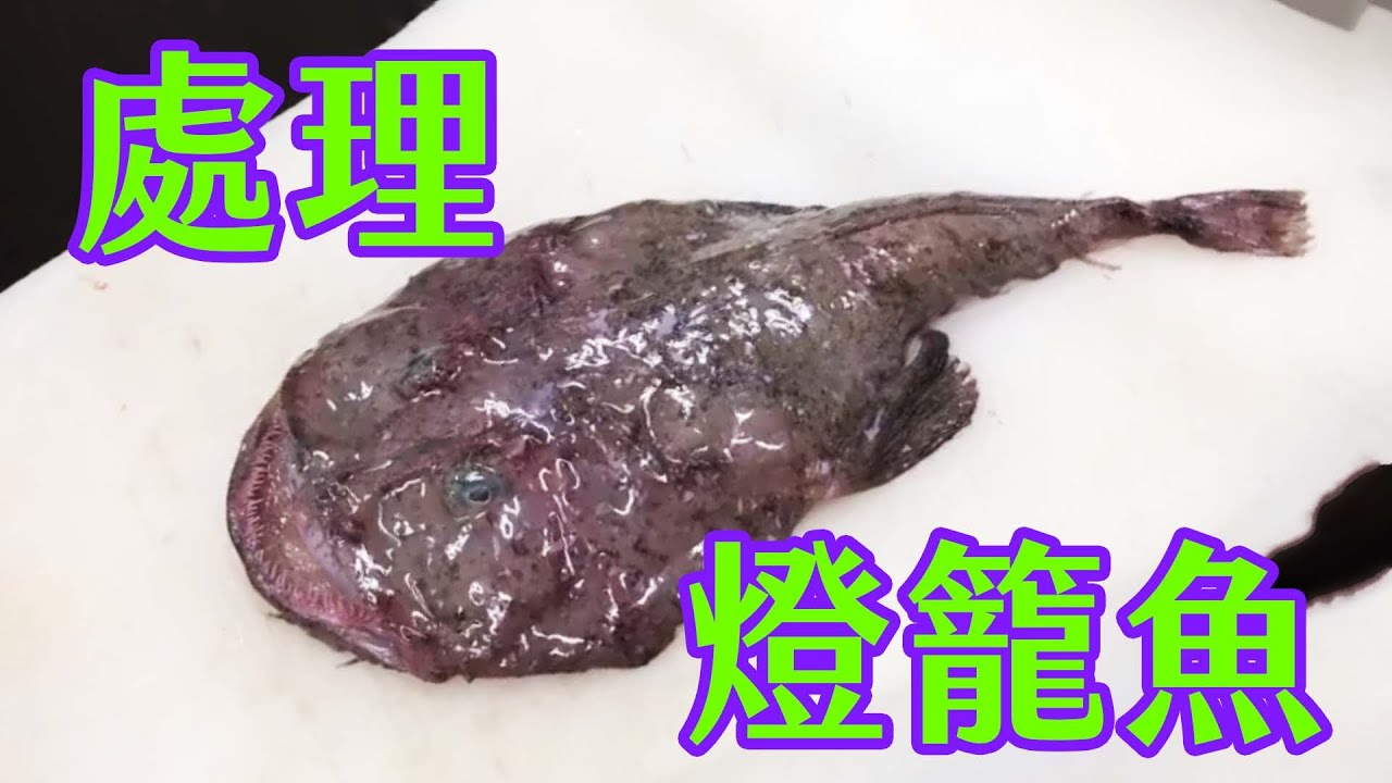 深海鮟鱇魚x 檔案 糾纏在暗黑大洋中的極端癡戀 Pansci 泛科學