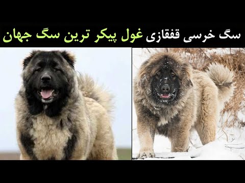 تصویری: چگونه یک چوپان قفقازی پرورش دهیم