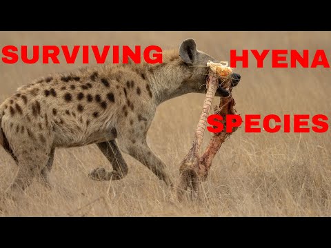 Video: Striped hyena (Hyaena hyaena): paglalarawan, tirahan. mundo ng hyena