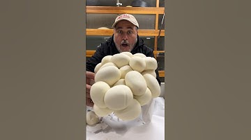 Python Lays Massive Clutch😳 #wow #shorts #amazing #video #giant #python #eggs #wildlife #nature