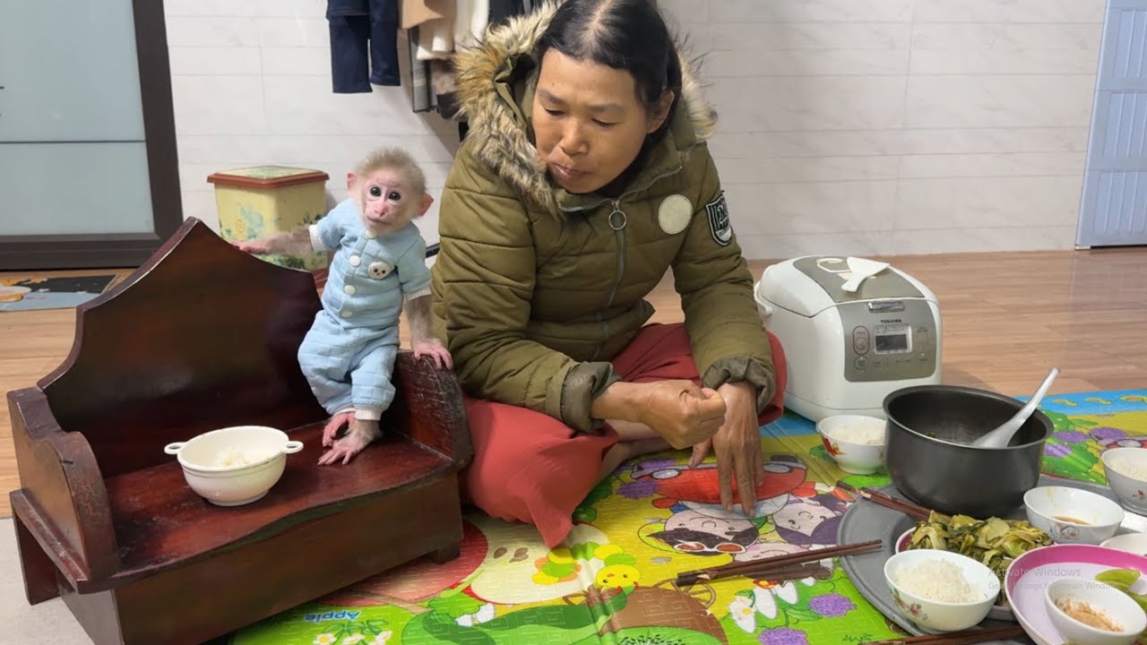 Baby Monkey Tini is having dinner with the family