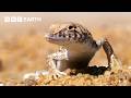 Desert Wildlife Adventure | BBC Earth 🌵