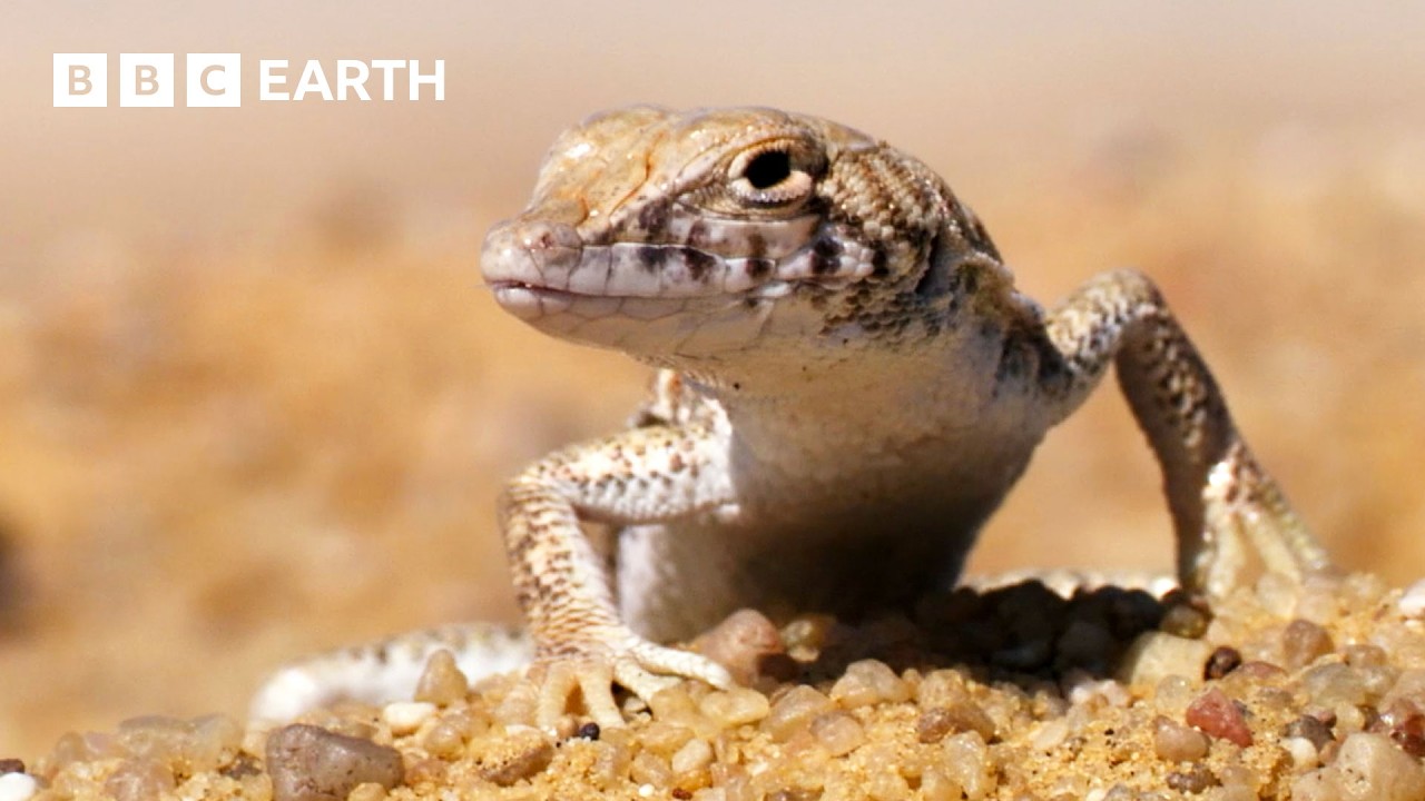 A Journey Through the World’s Deserts