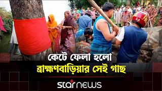 ‘উঠে দাঁড়ানো’ সেই গাছ কেটে ফেললো প্রশাসন | Tree | Star News