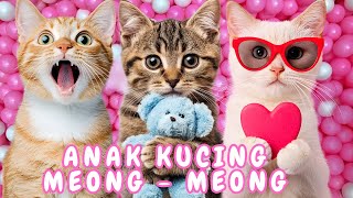 Download Lagu kucing lucu - KUCING PERSIA PUTIH KUCING PERSIA LUCU #kucinglucu #cat #catlover #kucing MP3