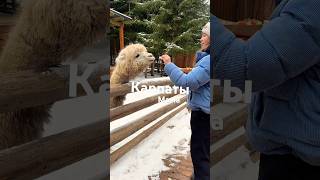 #путешествие#travel #детскийканал #животные#карпати