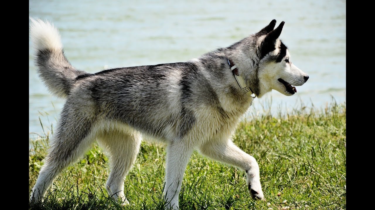 northern inuit