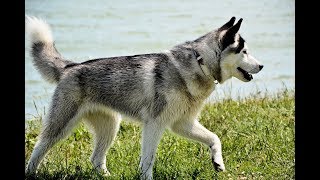 Northern Inuit by PetsLand 23,306 views 6 years ago 6 minutes, 15 seconds