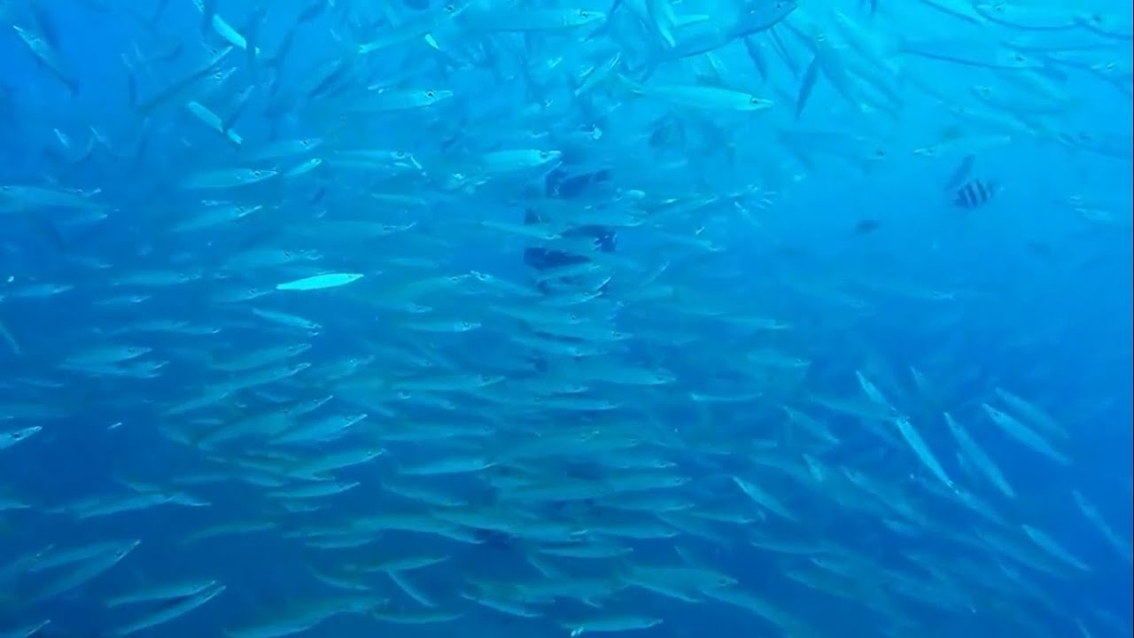 Manta Queen2 = 3D/3N 11dives