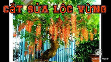 Cắt sửa lại tán cây lộc vừng dáng trực | Bonsai và làm vườn
