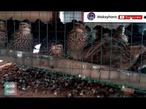 Video: Puyuh Jepang (Coturnix Japonica) - Memelihara Di Pedesaan Dan Di Apartemen