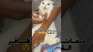 متولي متعصب عليا وعضني