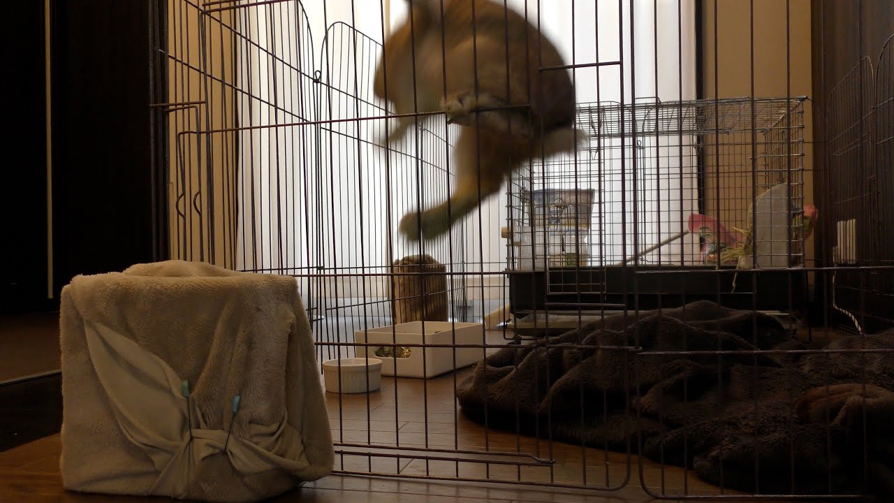 りんごを貰ううさぎ / A rabbit gets grated apple (vol.686) - YouTube