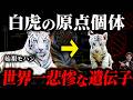 白く生まれた末路…血塗られたホワイトタイガー繁殖の歴史 【近親交配】