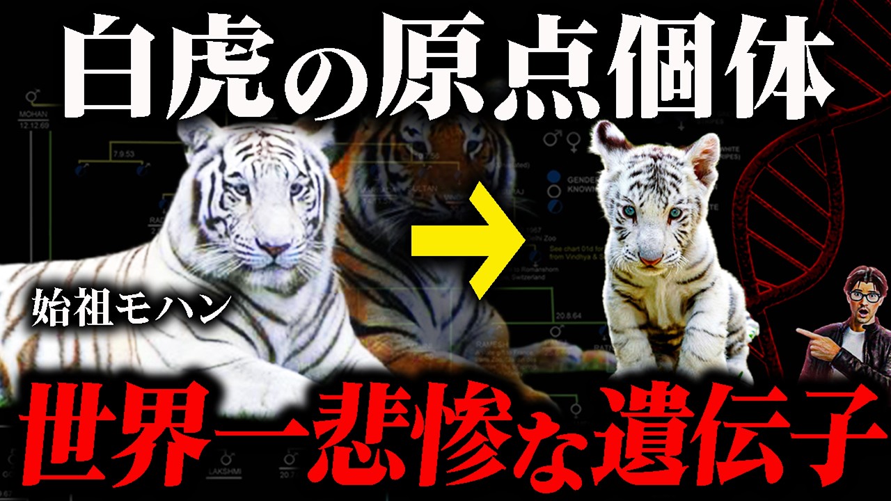 白く生まれた末路…血塗られたホワイトタイガー繁殖の歴史 【近親交配】
