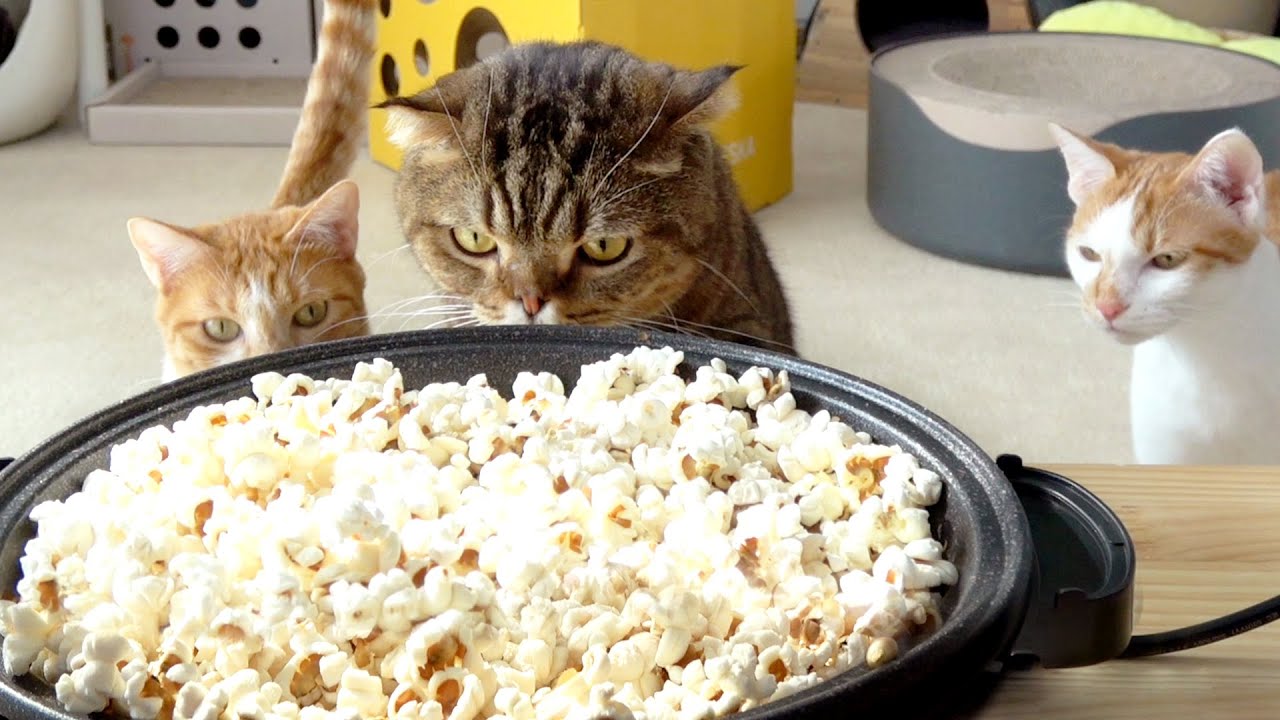 팝콘을 만들었더니 고양이 해적단이 나타났어요!