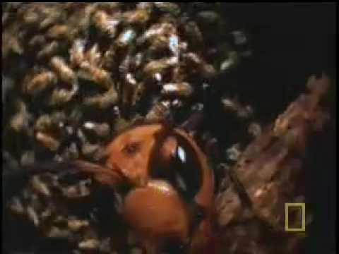 Hornets From Hell - National Geographic