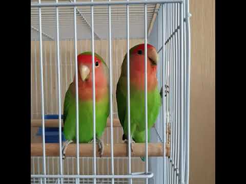 попугаи неразлучники